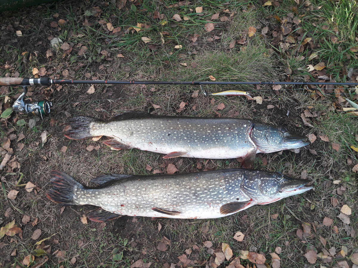 когда подобрал нужную проводку, крупная рыба не может устоять перед его игрой.