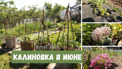 КАЛИНОВКА В ИЮНЕ / Влог 2021