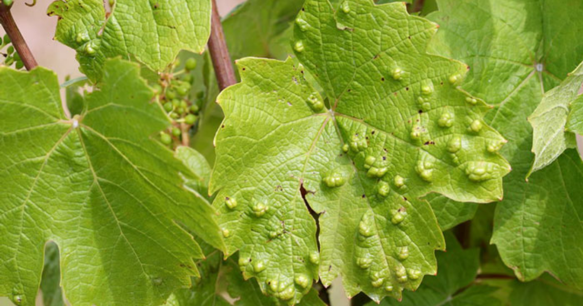 Какие болезни винограда. Виноградная филлоксера. Филлоксера листья винограда. Тля Виноградная филлоксера. Болезни винограда филлоксера.