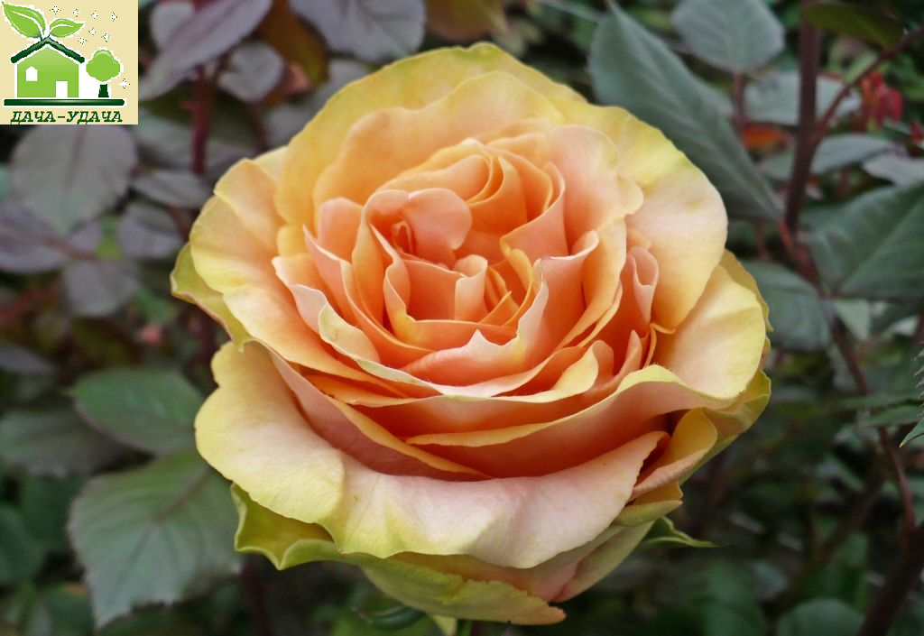 роза пич экспрешн Peach X-Pression