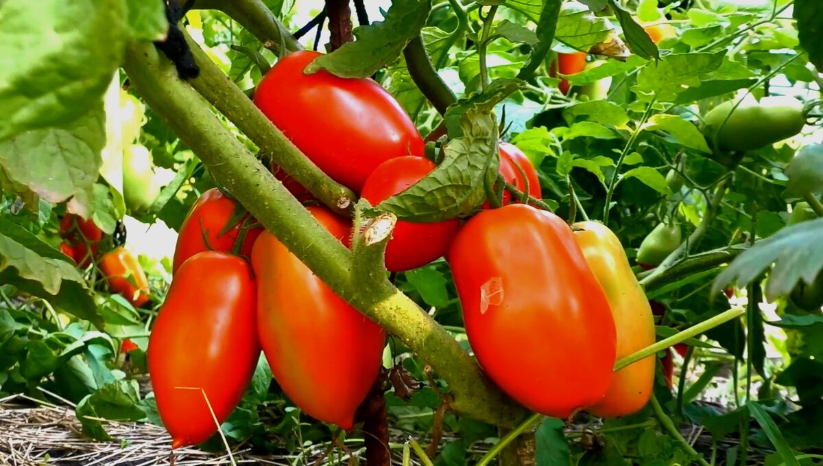 Ускоряем созревание томатов без всякой химии. 5 простых способов опытных огородников. Жаль, что не все о них знают.