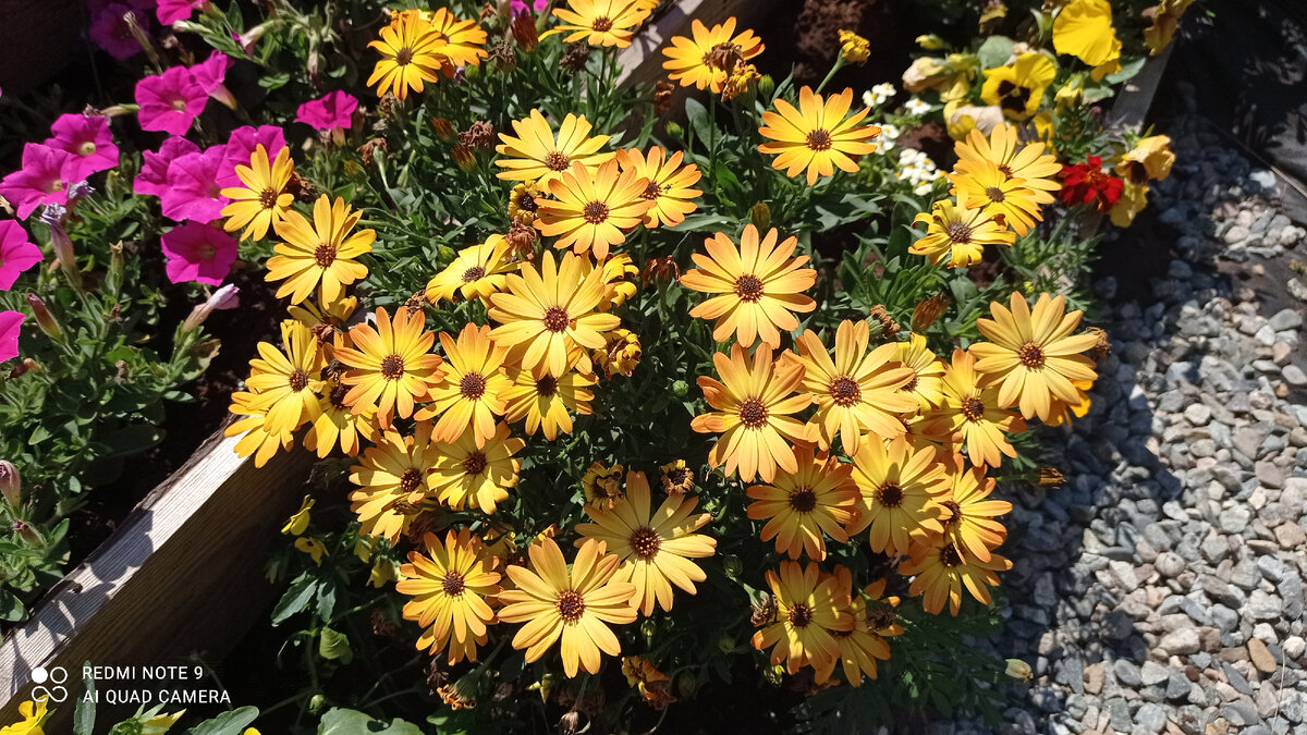 Остеоспермум из профессиональных семян