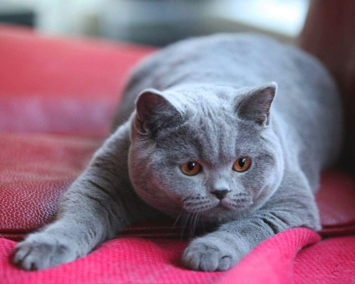 Фотографии породы британских кошек. Британская короткошёрстная кошка. Британский короткошерстный кот серый. Британская короткошёрстная кошка голубая. Британская голубая прямоухая короткошерстная.