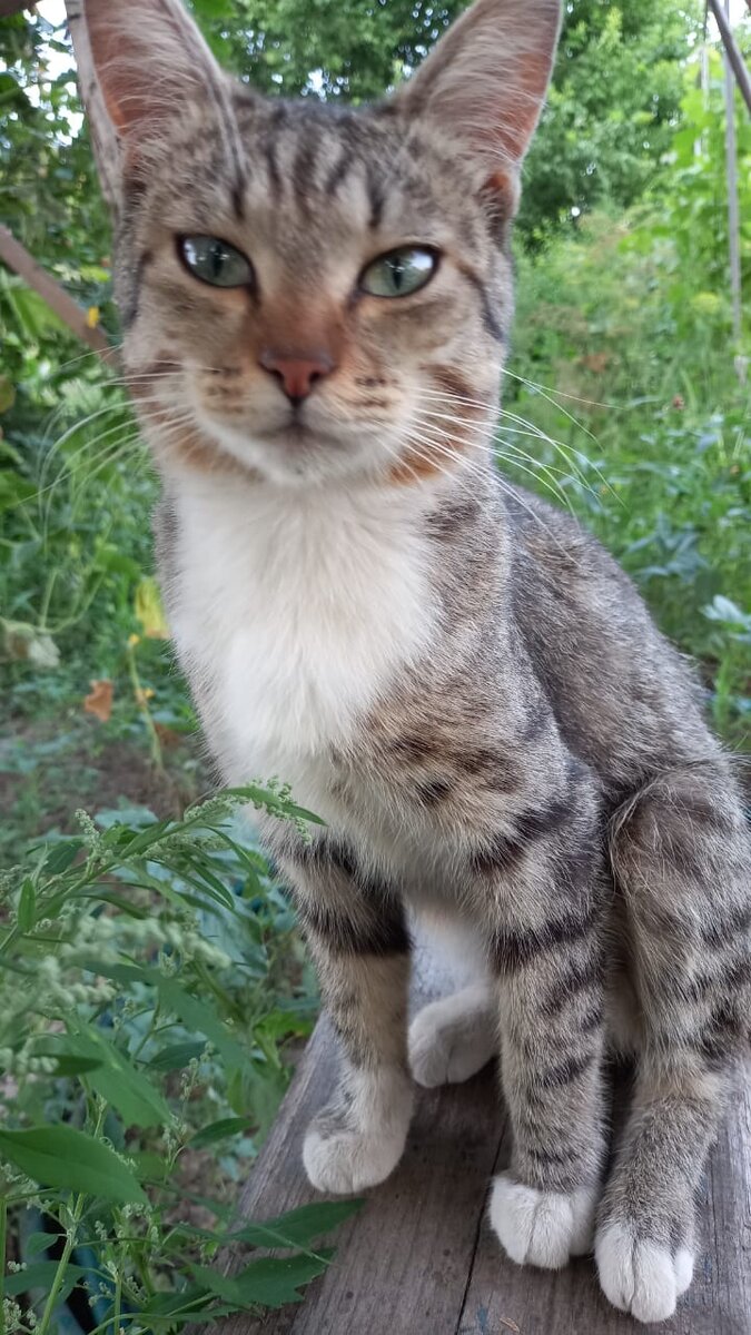 сеня на природе