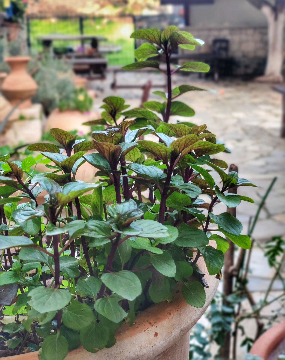 Часто травы сажают просто в горшки, как обычные цветы. Они растут у дома или на балконе (фото автора)