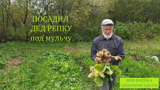 Хвоя в качестве мульчи. Для каких культур подходит? Как сделать правильный хвойный компост?