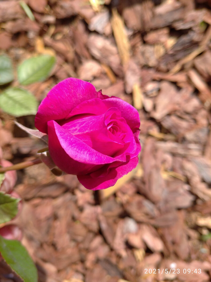 Вантило. Первый бутончик.