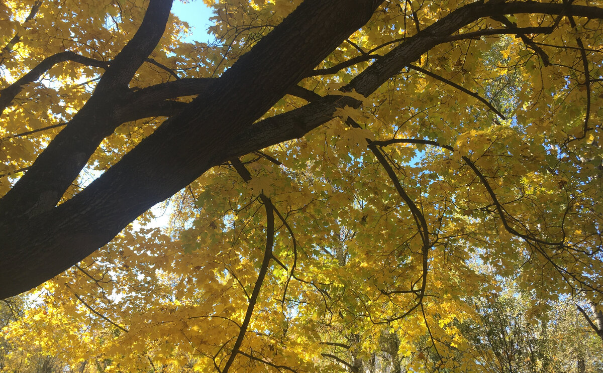 Клён. Фото автора.