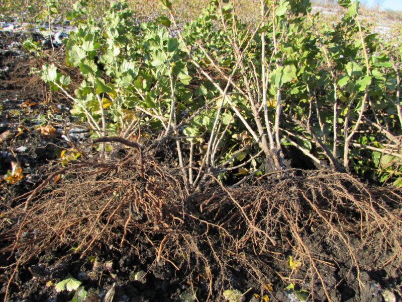 Выбираем саженцы. Фото используется с сайта tumencevo.bezformata.com