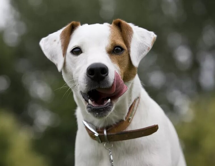 Парсон-рассел-терьер (Фото: https://www.thesprucepets.com/parson-russell-terrier-dog-breed-profile-4782127)