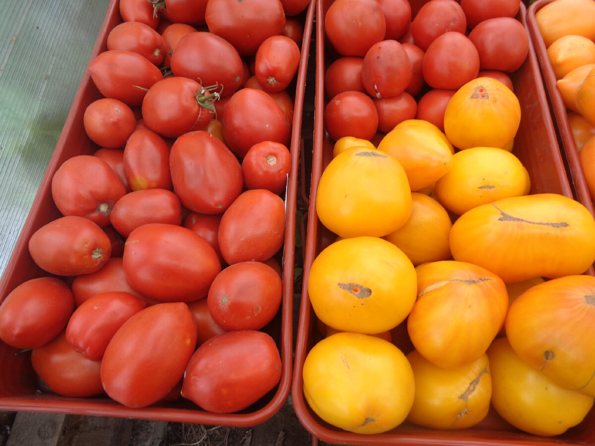 Условия прорастания семян томатов и как быстро они всходят