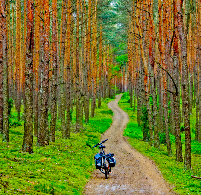 Кампиноский национальный парк, лесная дорога. Фото: fotopolska.travel.pl