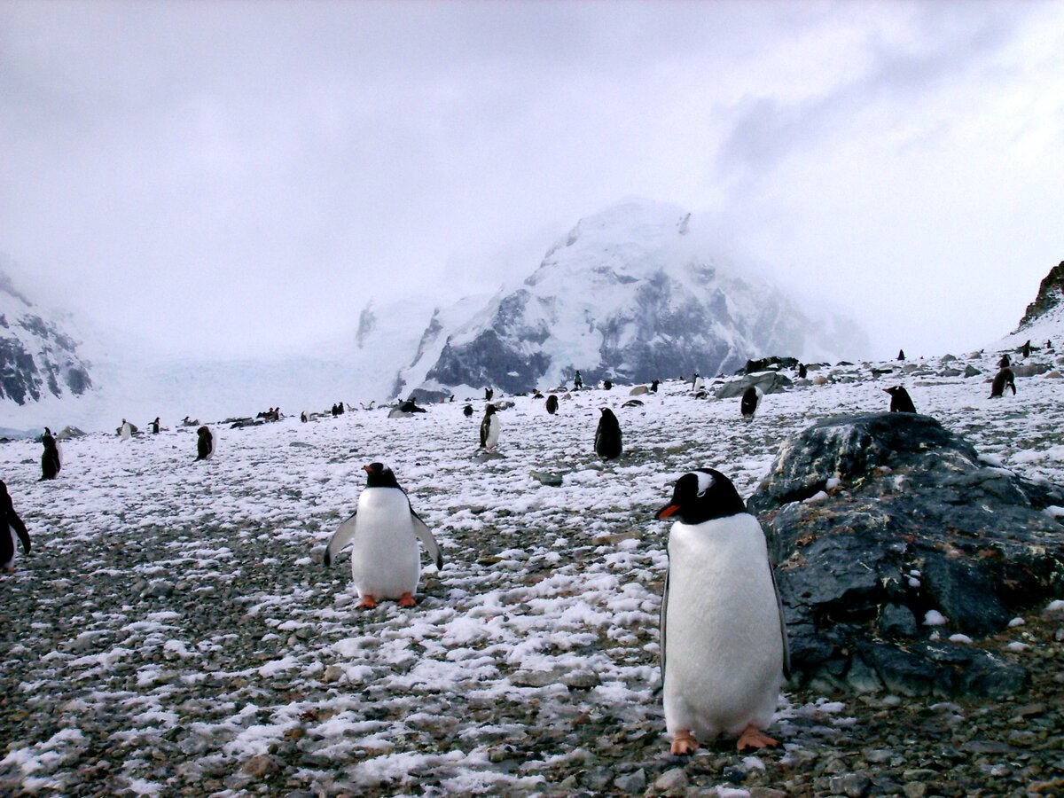 Антарктида