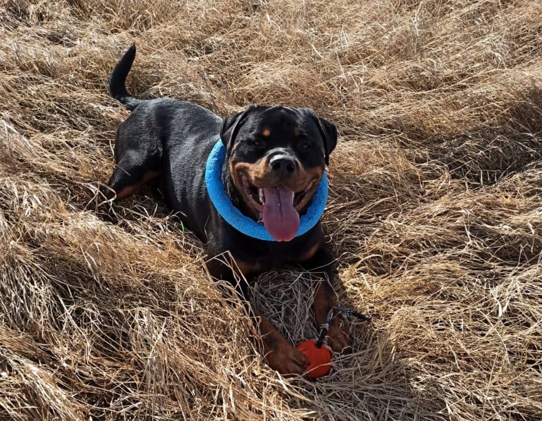 Роттмарш Аваланч