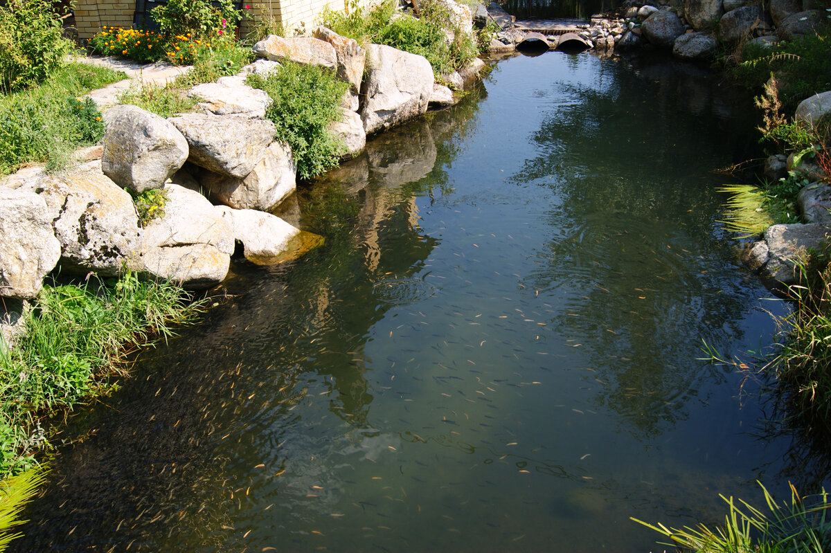 малек форели