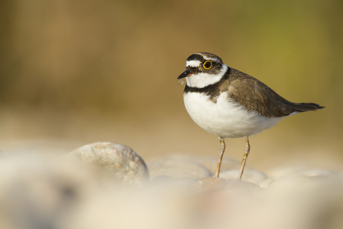 ©Laura ALBIAC, Испания 