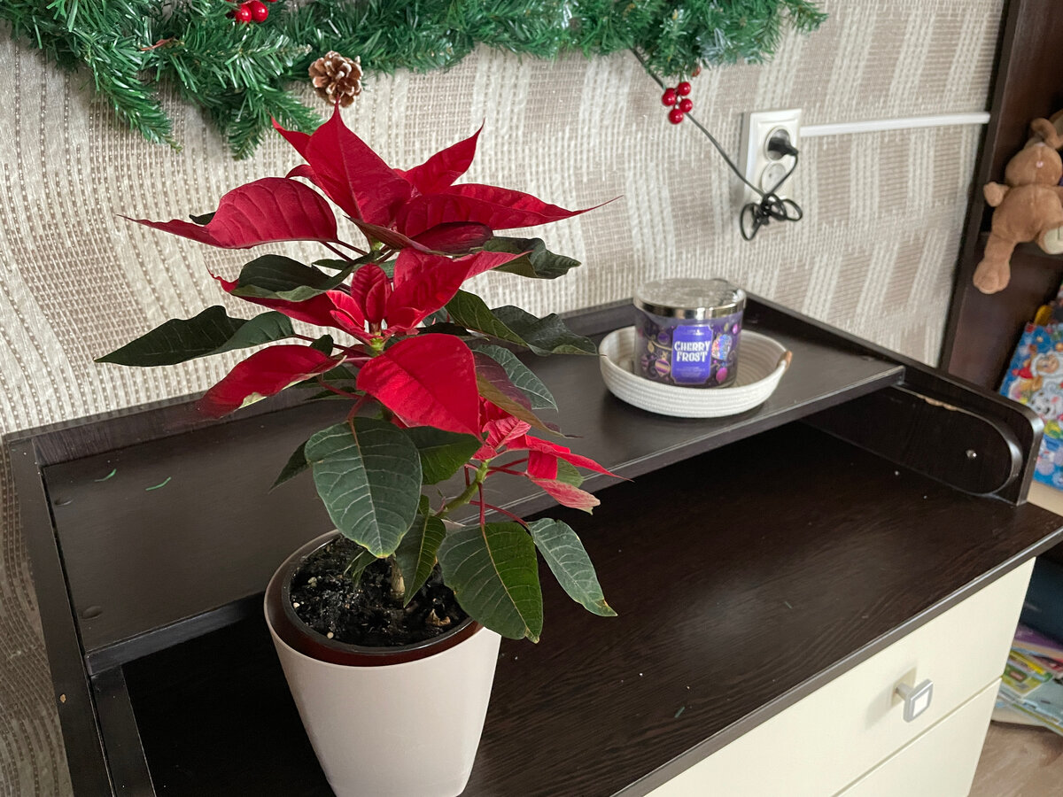 Пуансеттия- цветок рождества