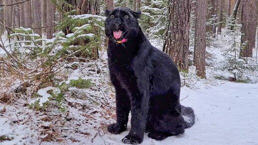 Пантера Луна и ротвейлер Венза резвятся на морозе ❤️🐆🐕