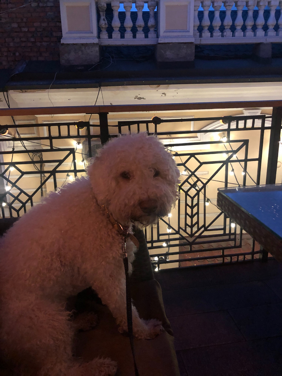 Любимая собака 🐶🧡