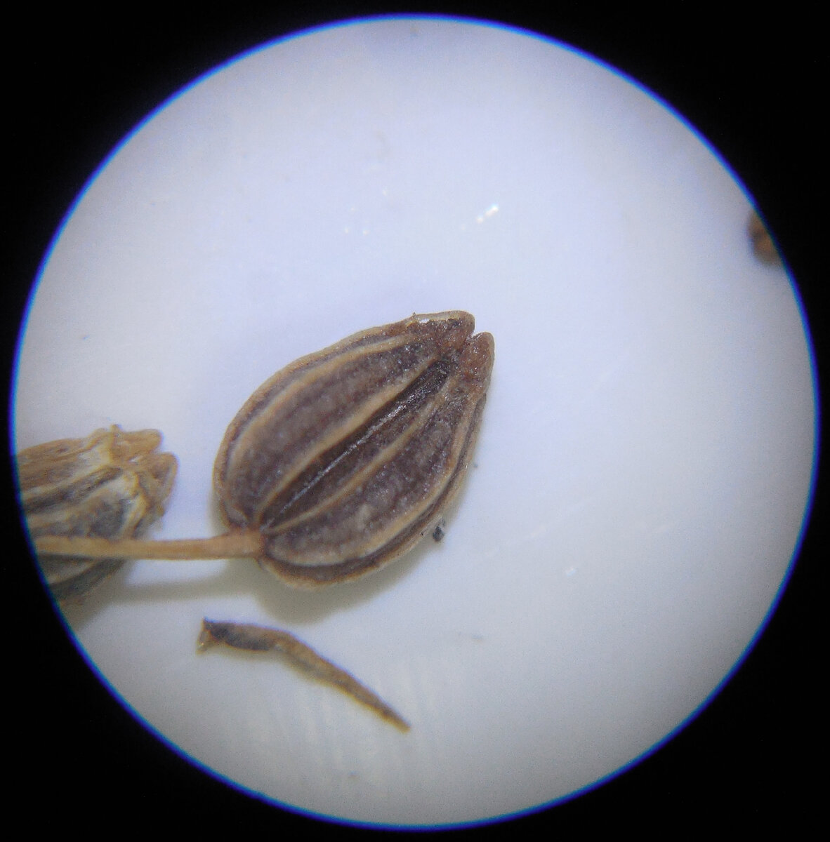 Семена петрушки