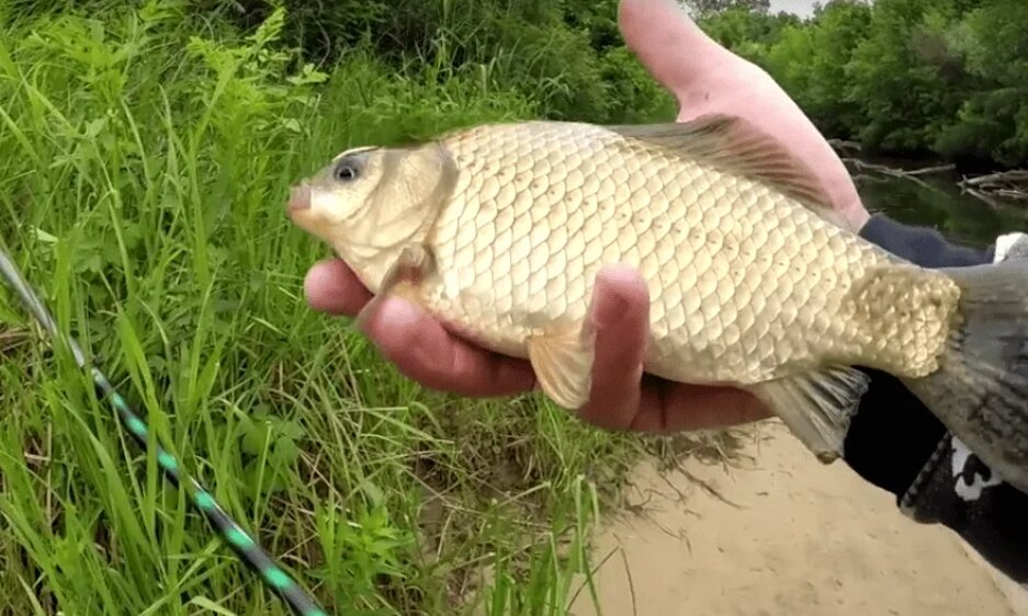А этот длинный. kempfish.ru