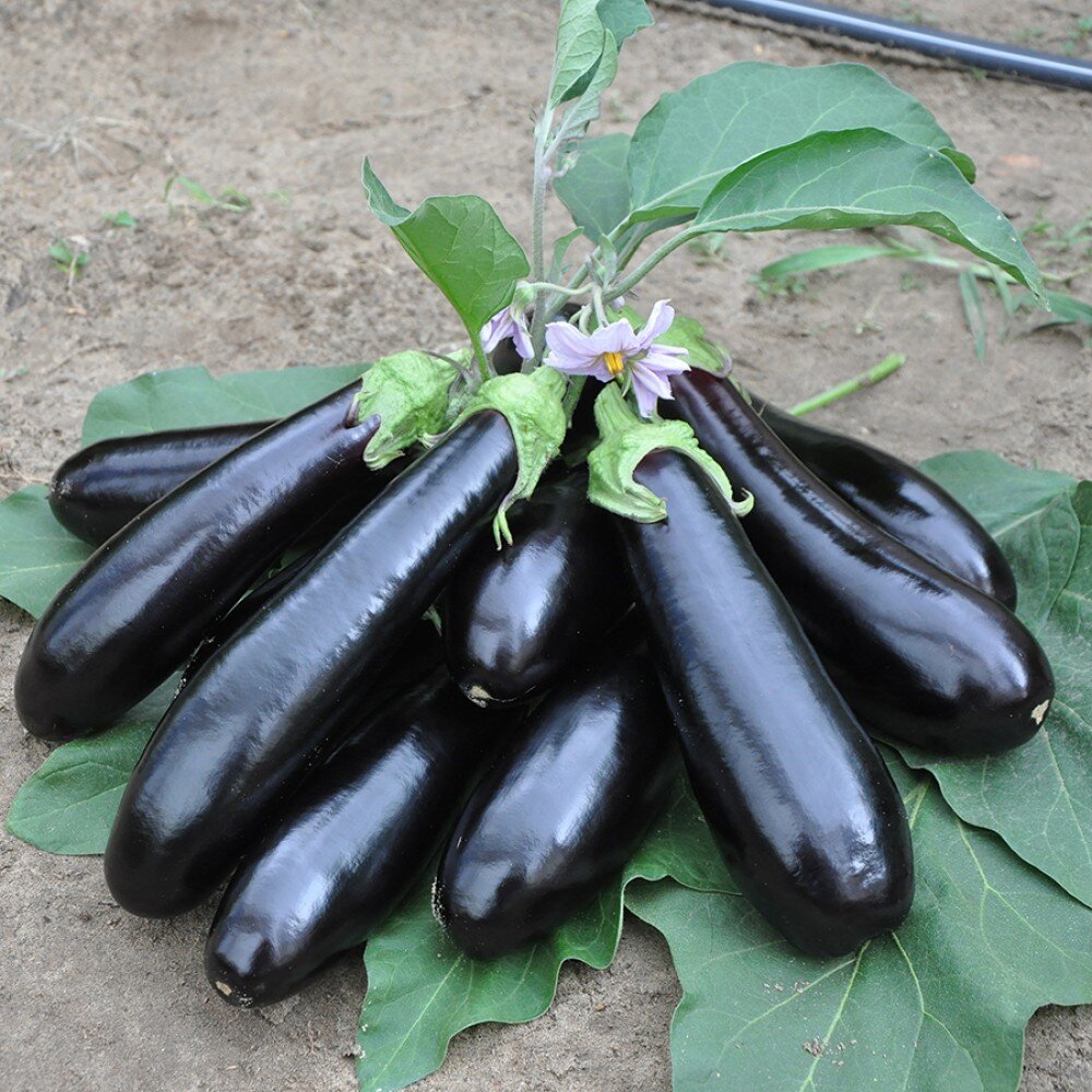 Eggplant баклажан Nord