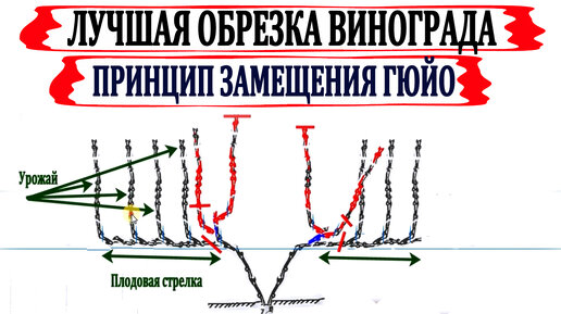 Юрий егорутин схема обработки винограда