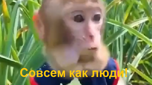 Схожие новости: