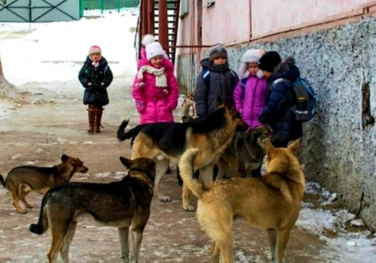 Пес и кот магадан. Стая бродячих собак. Бродячие собаки нападают на людей. Свора собак. Агрессивные бездомные собаки.