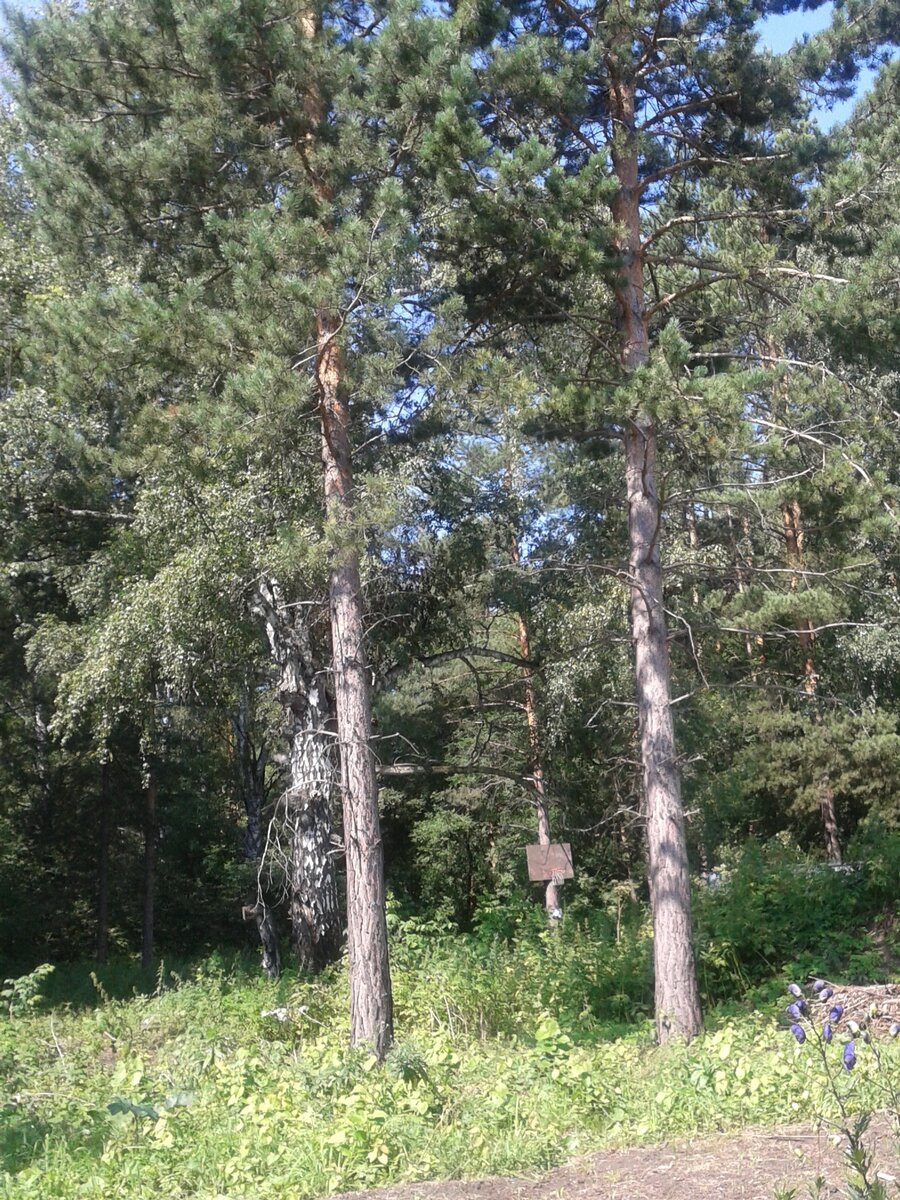 Вот наши две красавицы