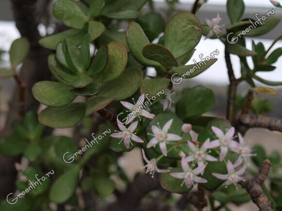 Толстянка яйцевидная (Crassula ovata)