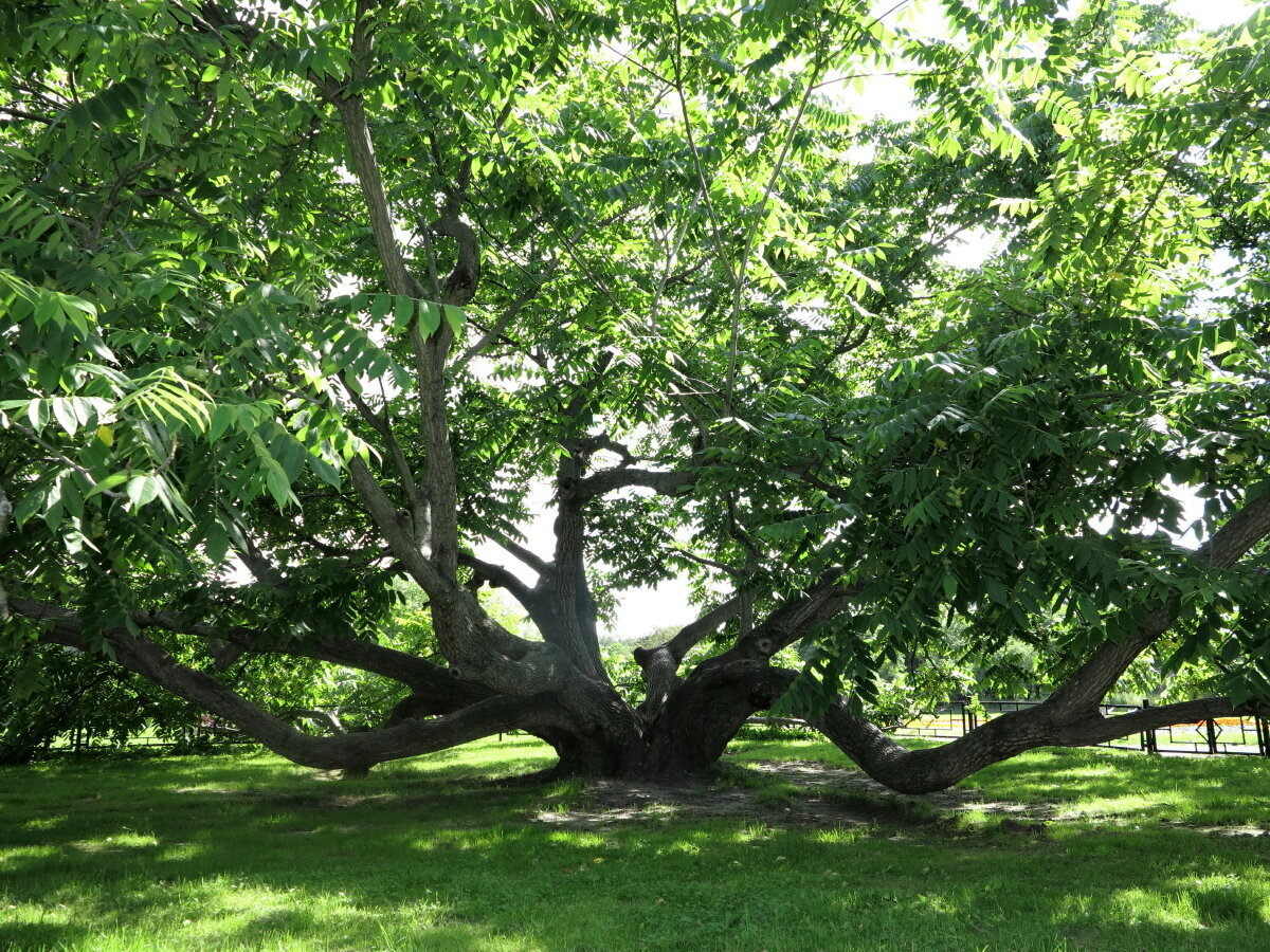 Орех маньчжурский (Juglans mandshurica)