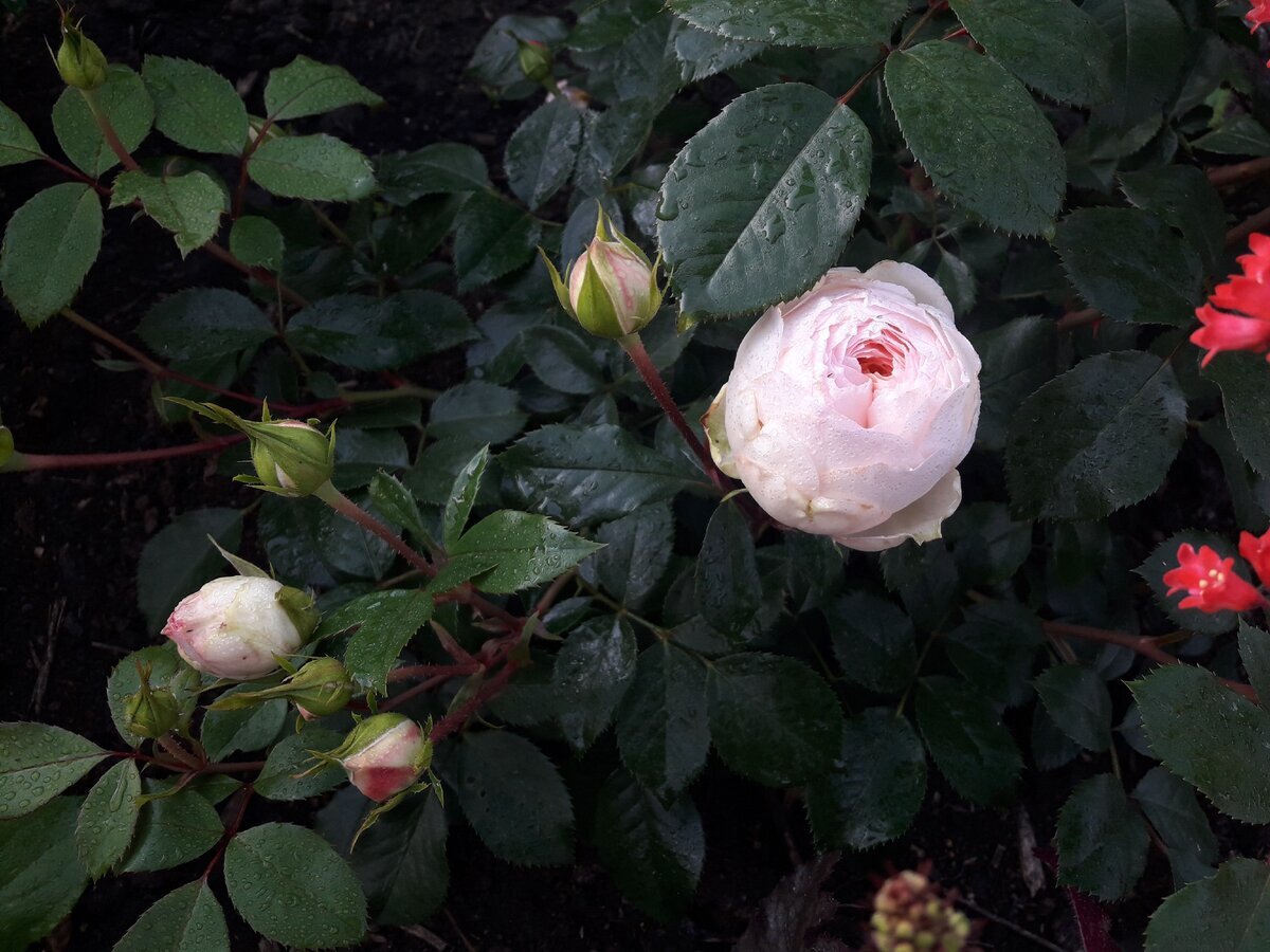 первое цветение