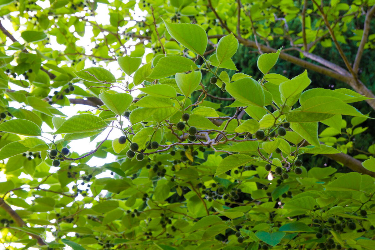 Платан, плоды