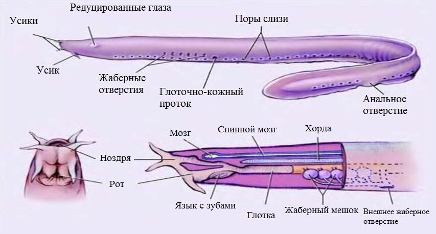 Что такое анальные бахромки, чем они опасны, и как их лечить