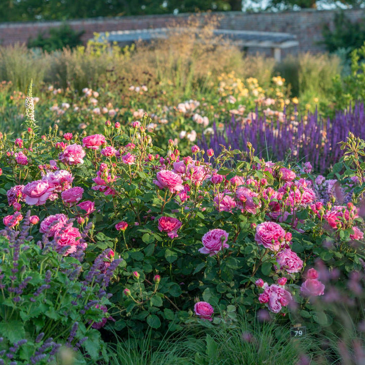 Время начала культивации роз на туманном Альбионе трудно установить достоверно, однако династический конфликт 15 века между Йорками и Ланкастерами вошел в историю как война Белой и Алой розы.-6-3