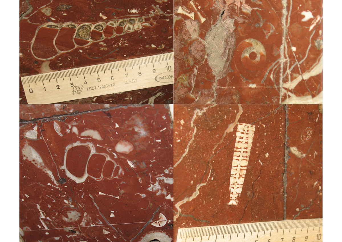 фото взято из свободных источников. права принадлежат авторам.