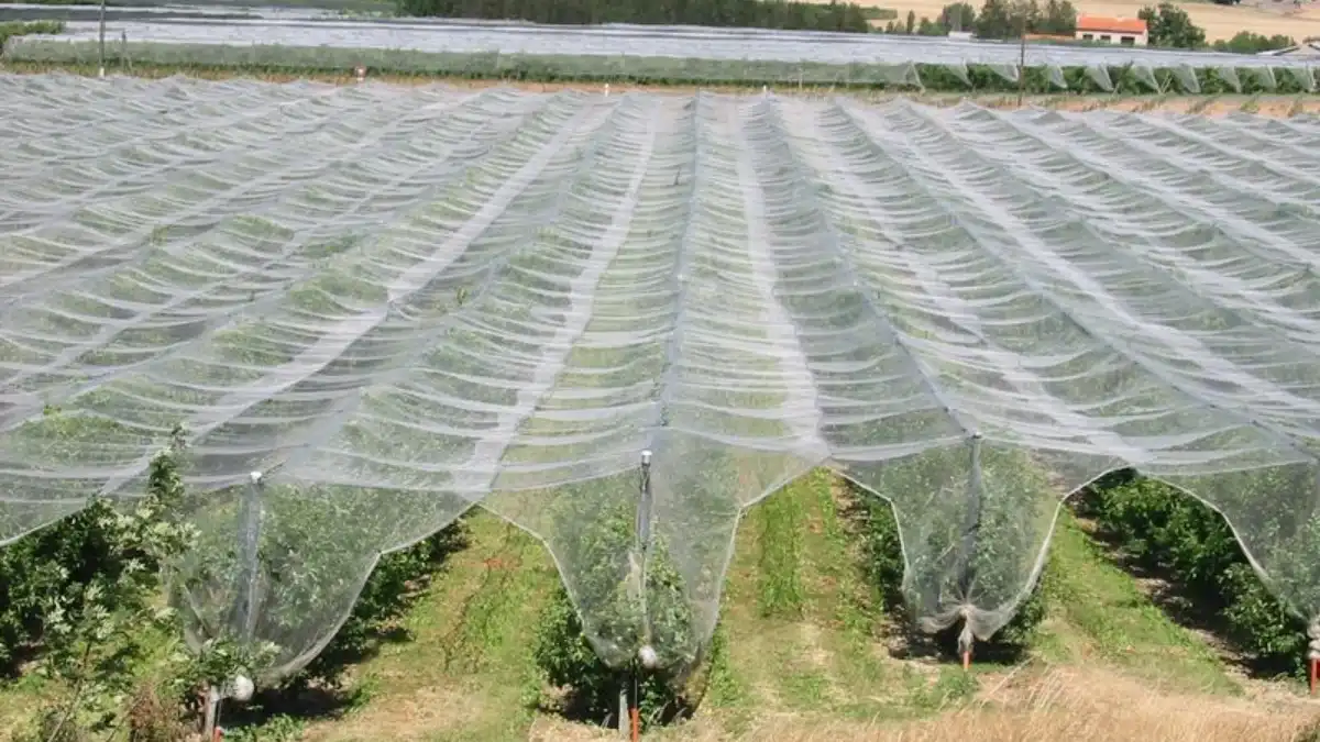 Фото:www.depechedekabylie.com