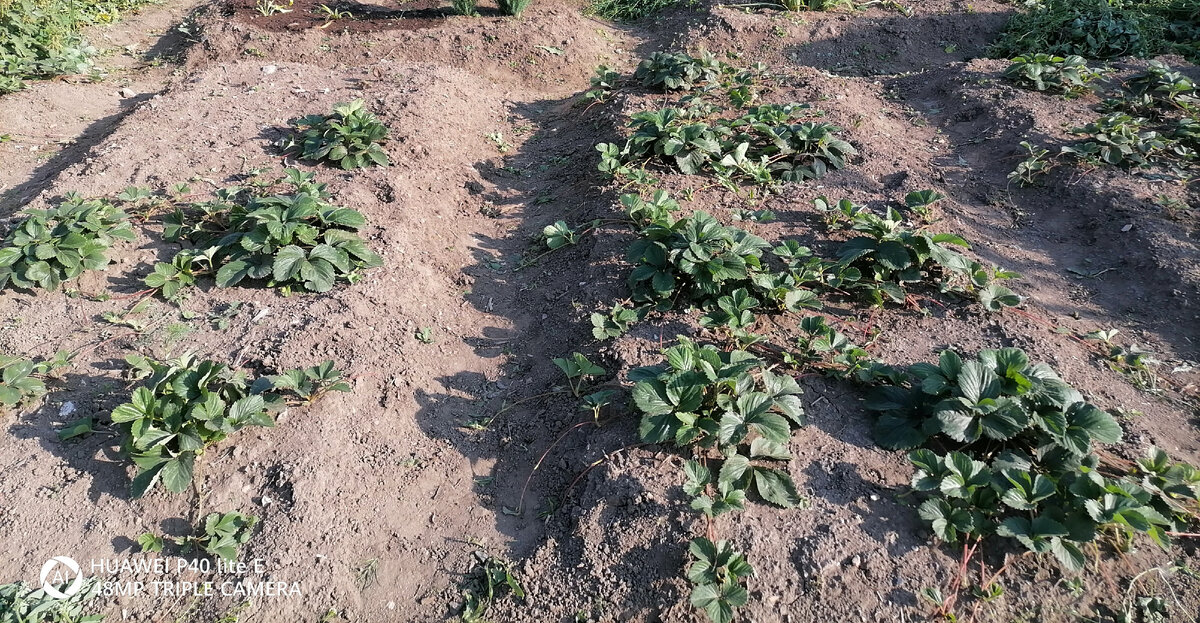 Мои посадки клубники в 2021г. Фото сделано в августе. Усы не обрезала для размножения. Самое солнечное место на нашем участке.