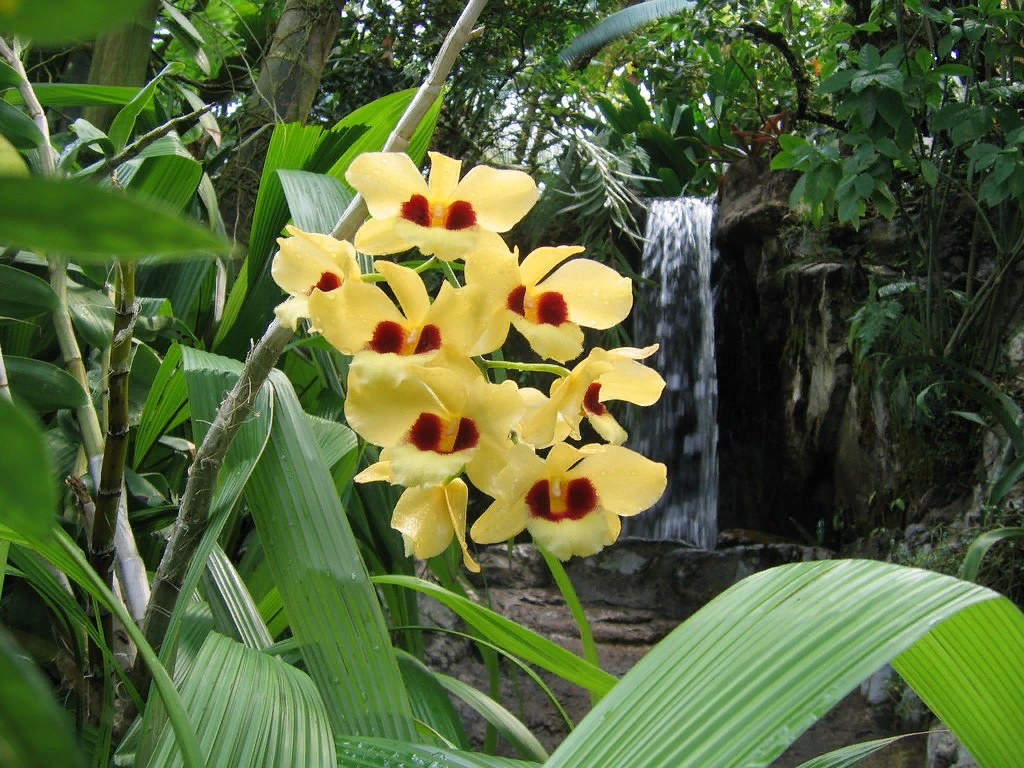 Сельва Южной Америки орхидеи. Орхидея Тропик Оцелот. Орхидея эпифит. Орхидеи в сельве.