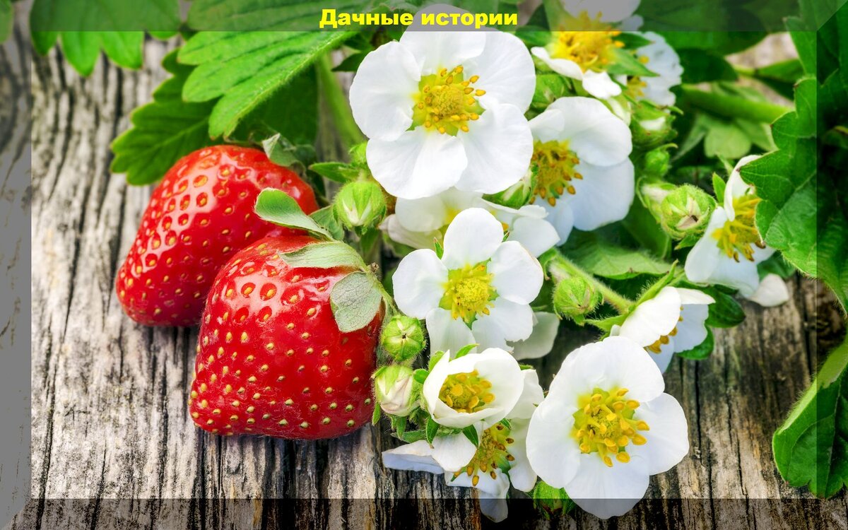 Пять основных причин плохого цветения клубники и прочие важные нюансы вуходе, без которых не получить богатого урожая