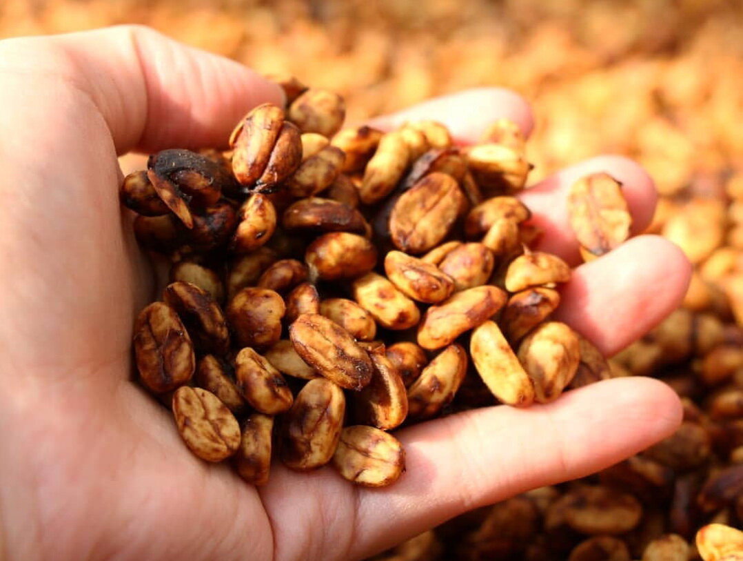 Зерна после хани обработки