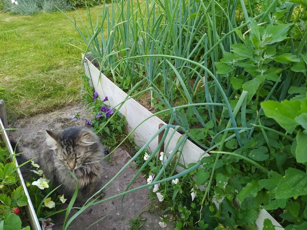 Нашла фото за прошлый год и примерно в эти дни июня. 