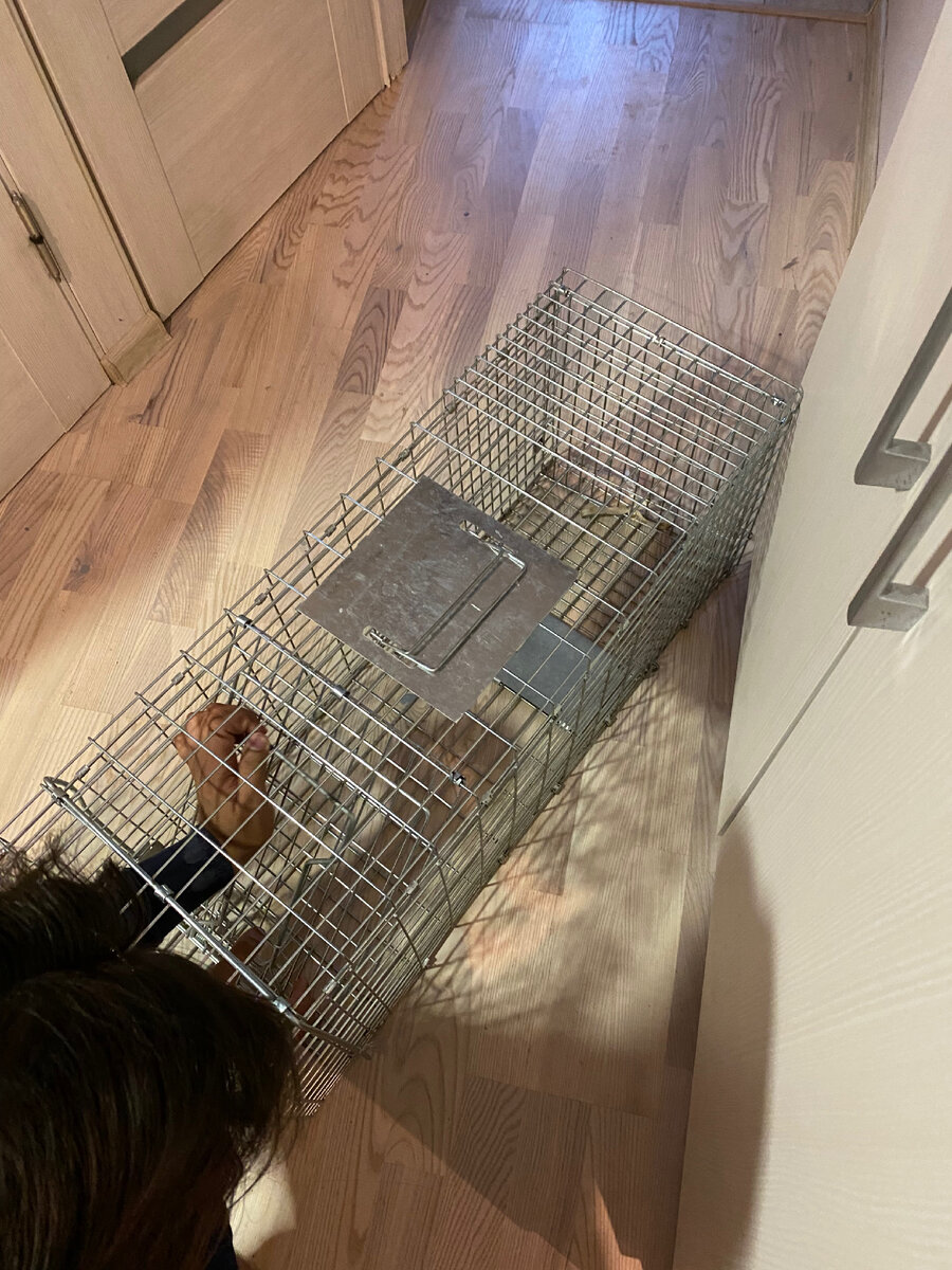 Кошколовка. Наверху - ручка с защитой, чтобы кошка не поцарапала того, кто ее несет 