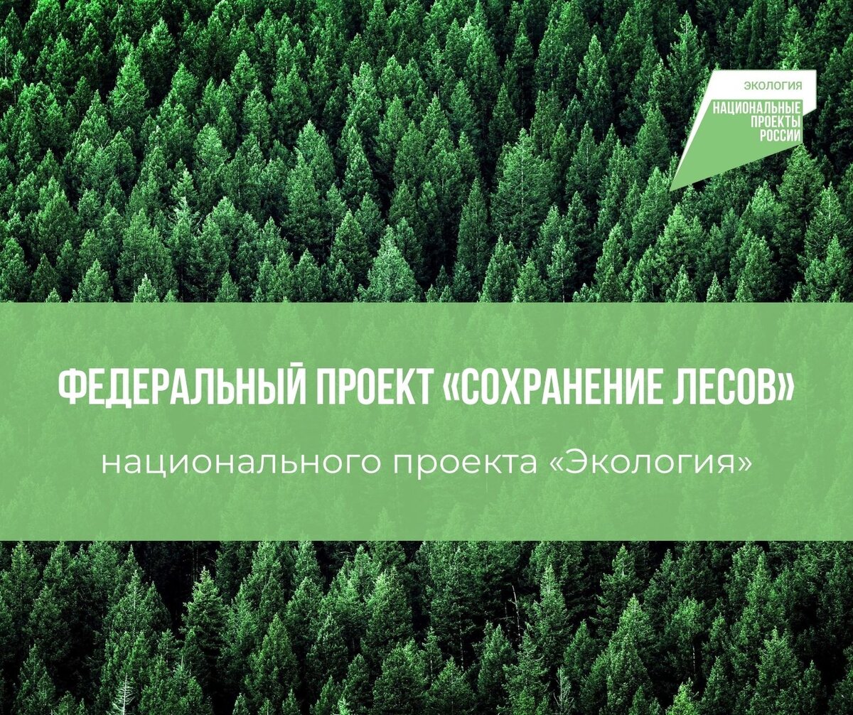 На официальном сайте экологического проекта сохраним лес. Федеральный проект сохранение лесов. «Сохранение лесов» нацпроекта «экология».. Сохраним лес. Федеральный проект экология.