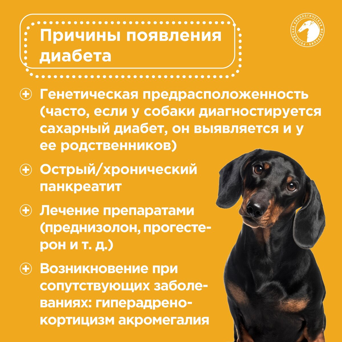 Как выглядит диабет у собак Диабет у собак Российская кинологическая федерация Дзен