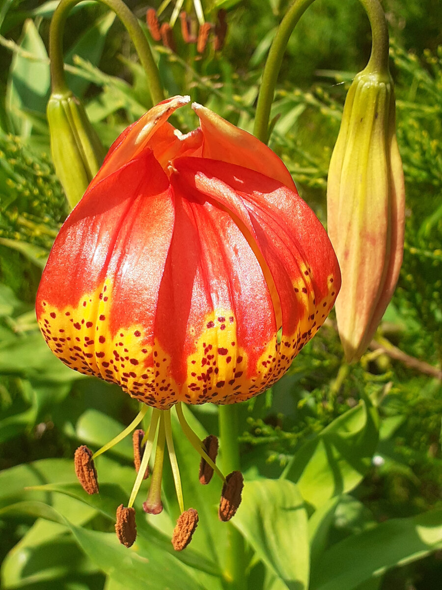 Milden red bal , в моем саду цветение 2022