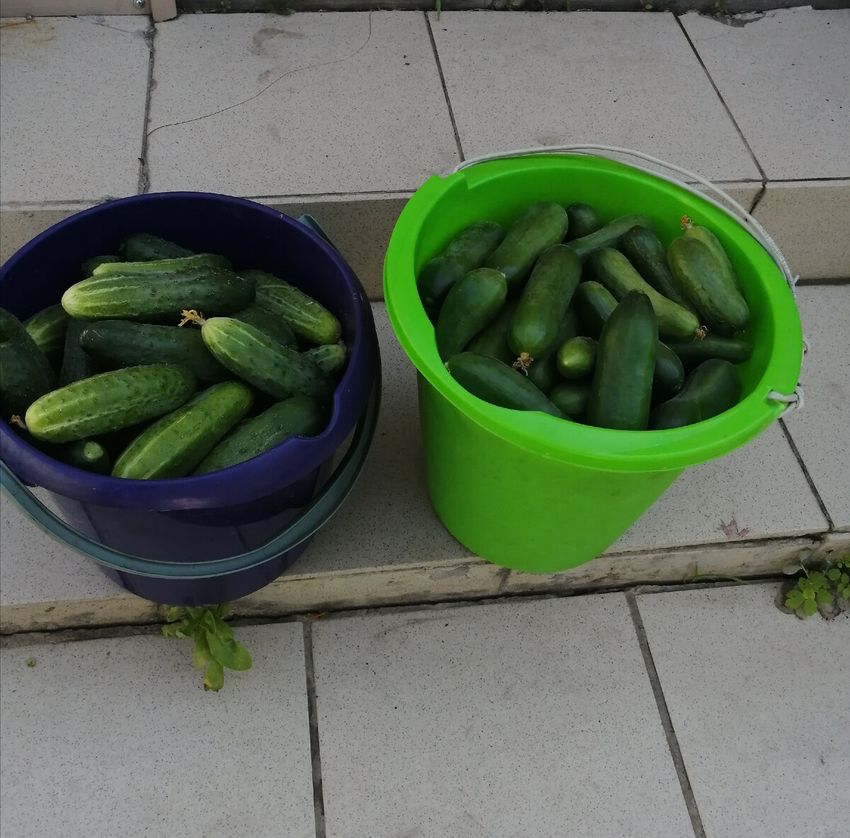 Урожай в июле радует. 