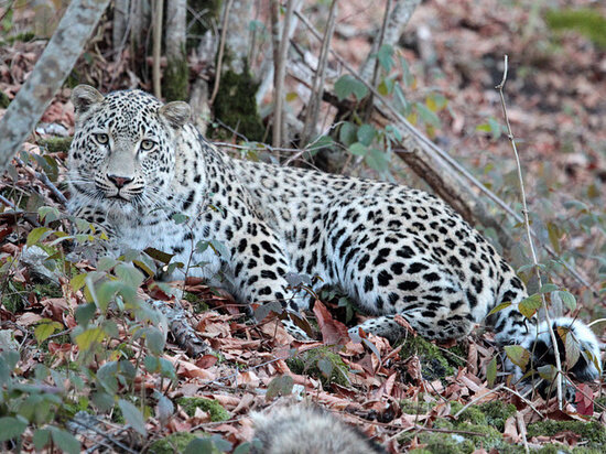     Фото: мэрия Сочи
