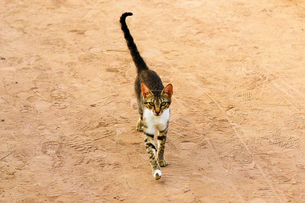 Арабский мау — одомашненный родственник диких пустынных котов